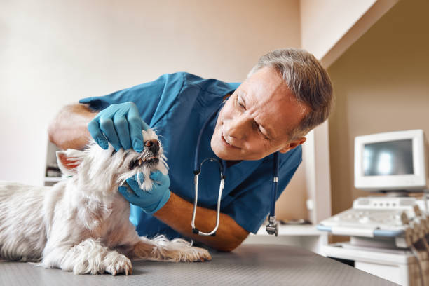 Best Tooth Pain Emergency Relief  in Naples Park, FL